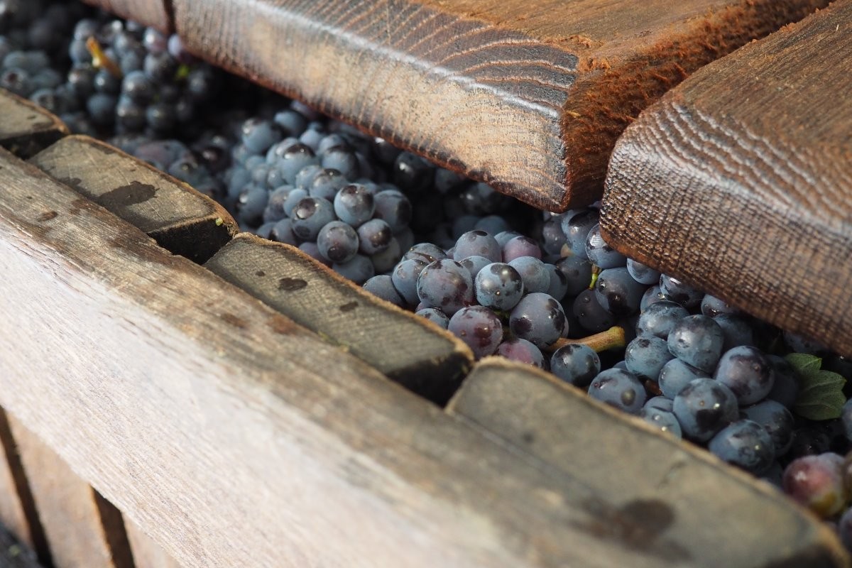 visite pressoir et cave