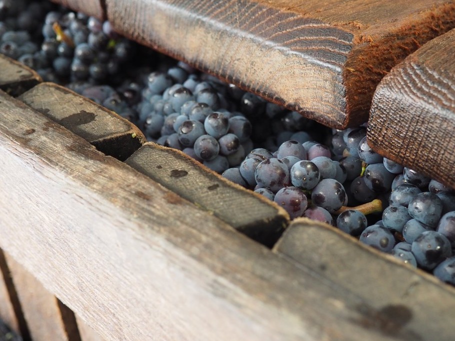 visite pressoir et cave