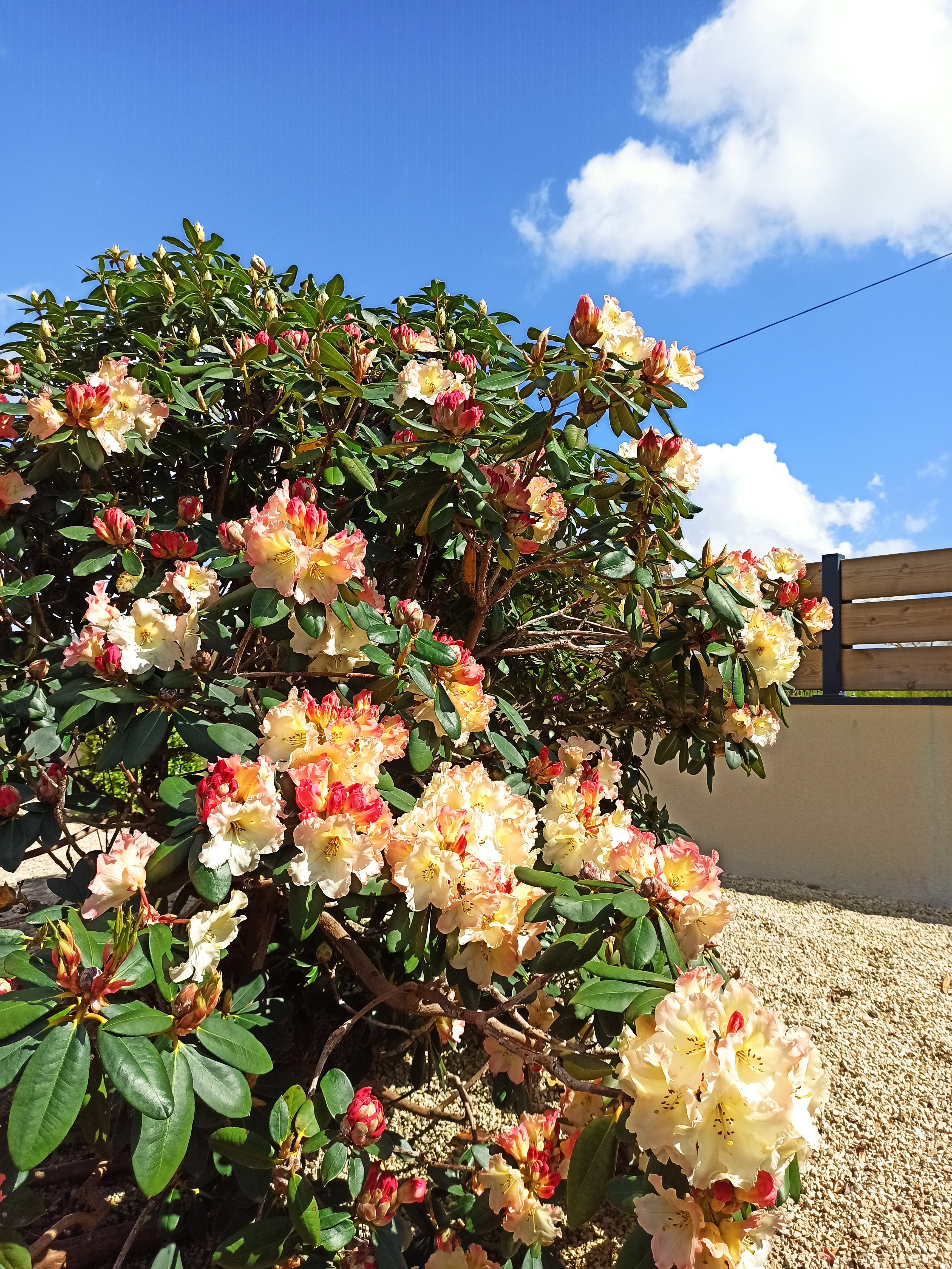 Les rhodos au printemps dans le jardin