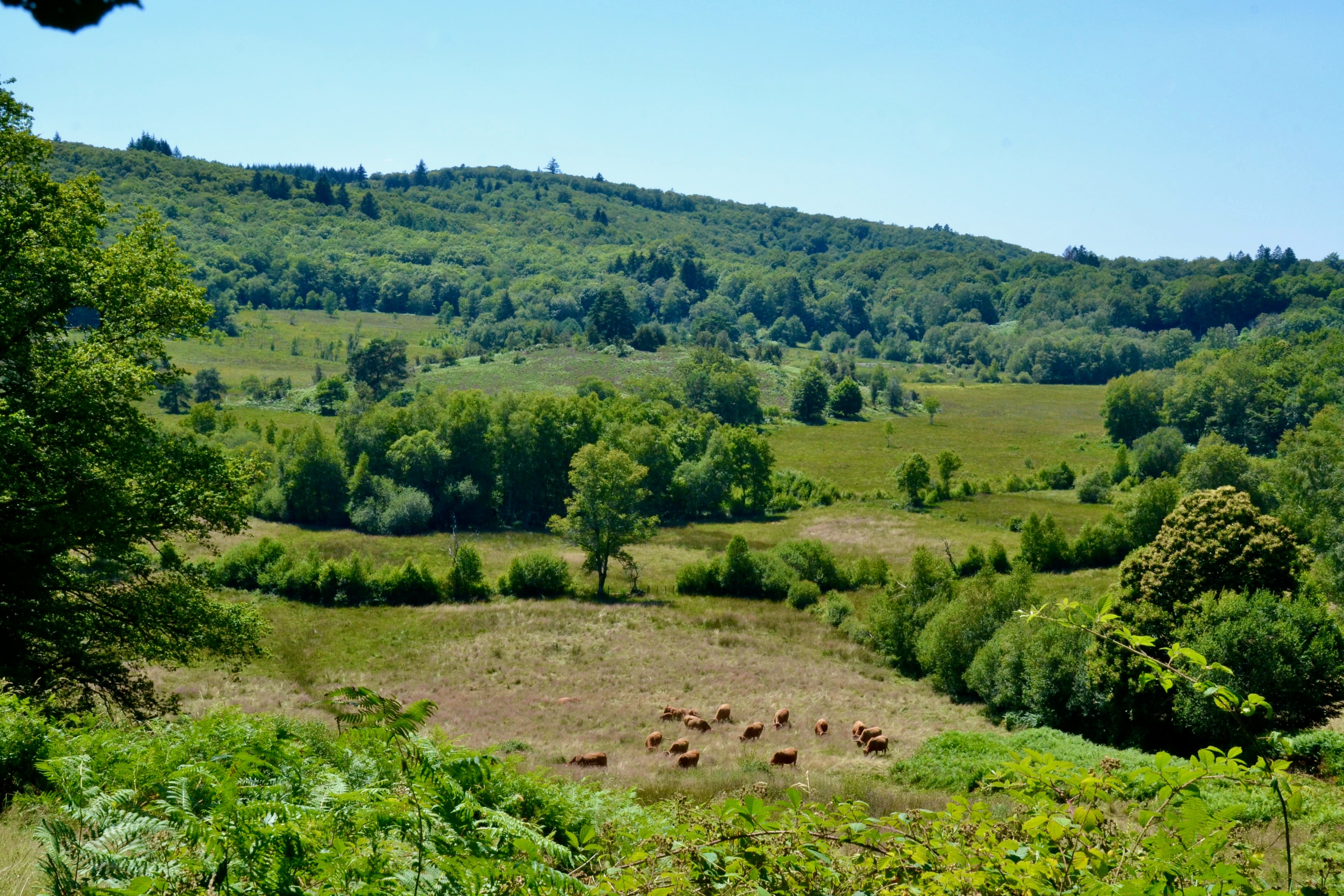 Nearby: The Tourbière des Dauges Nature Reserve