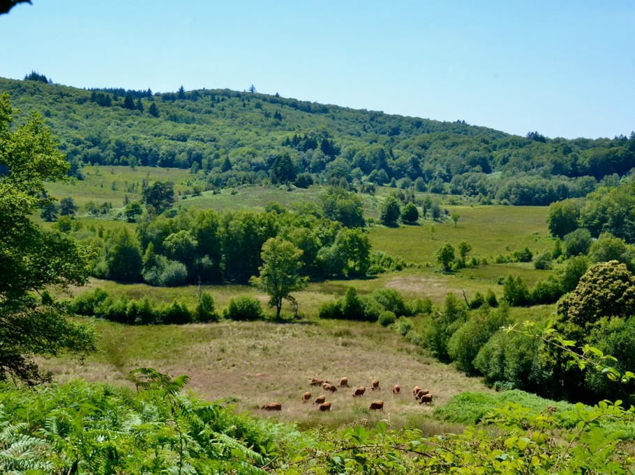 Nearby: The Tourbière des Dauges Nature Reserve
