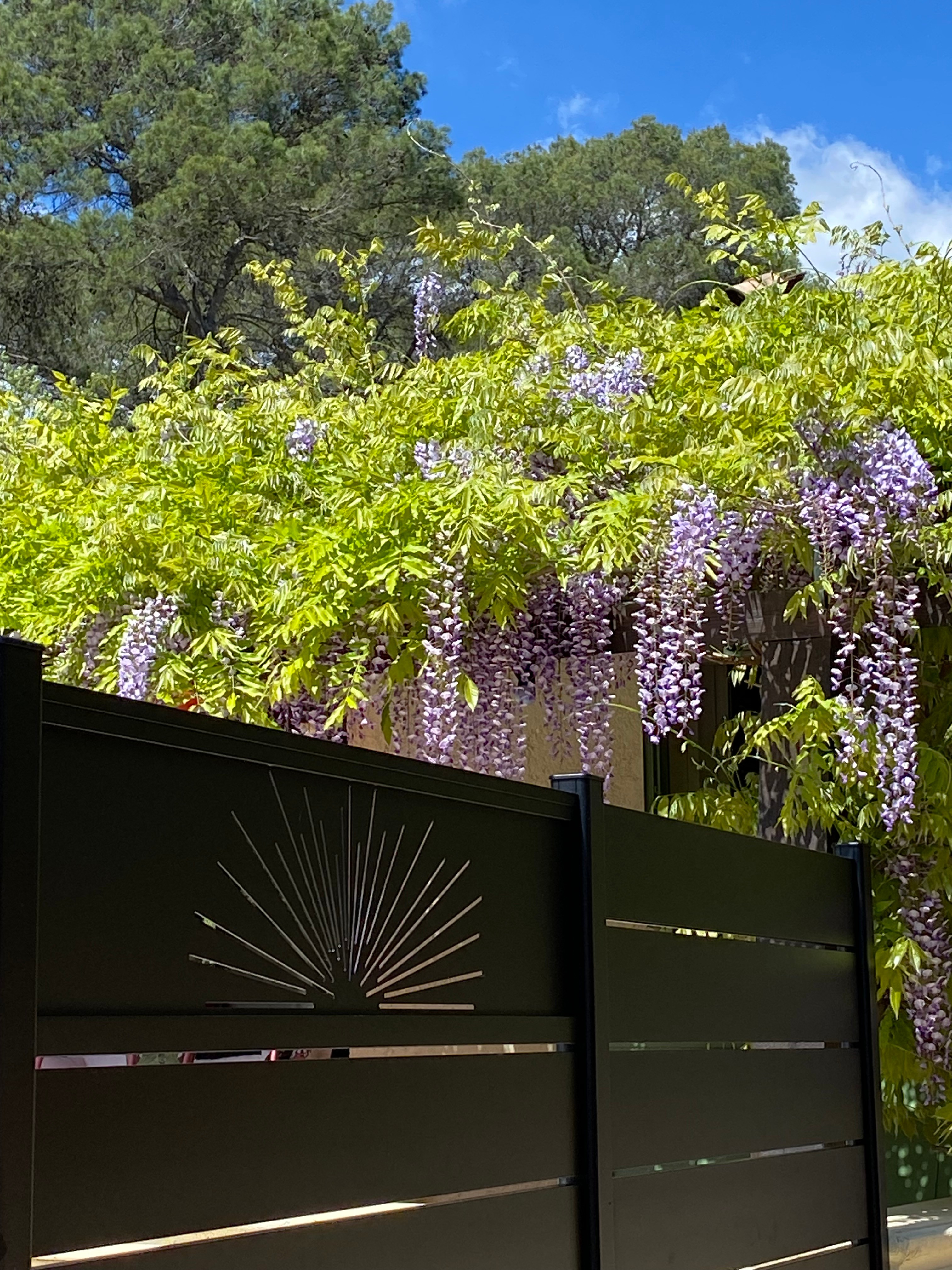 La Glycine au printemps