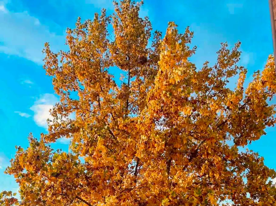 Photo n° 12 de la location