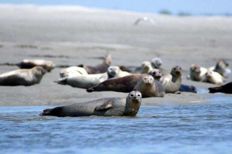Rencontre avec les phoques et veaux marins de la baie de somme