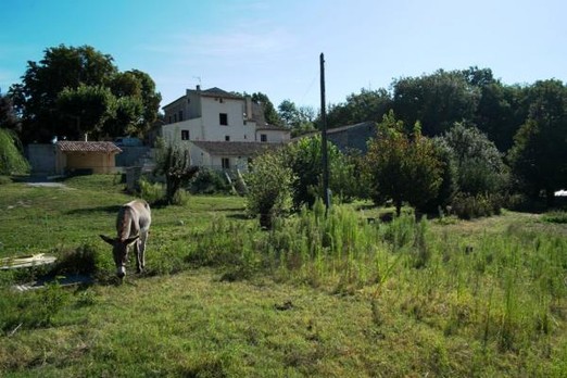 Les Ânes de Forcalquier : terrain avec une âne.