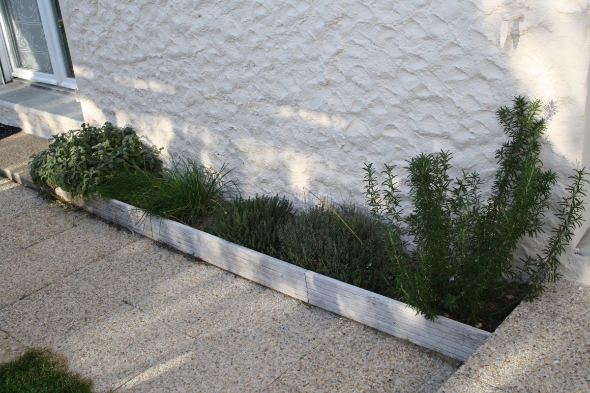 Plantes aromatiques à disposition