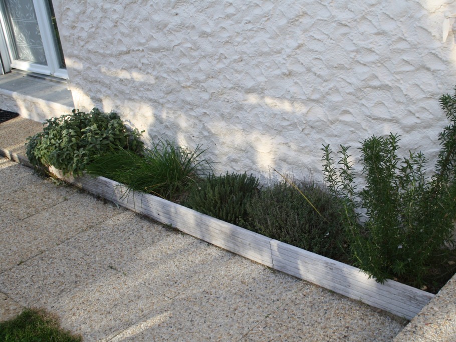 Plantes aromatiques à disposition