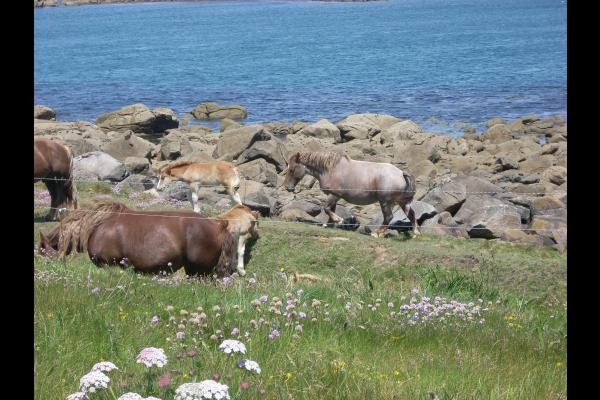Les chevaux sur les dunes de la route touristique