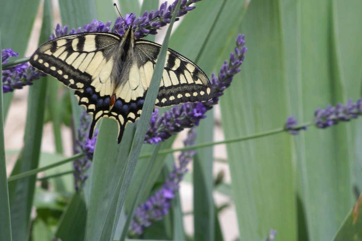 La nature - Les fleurs attire les papillons