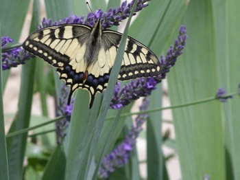 La nature - Les fleurs attire les papillons