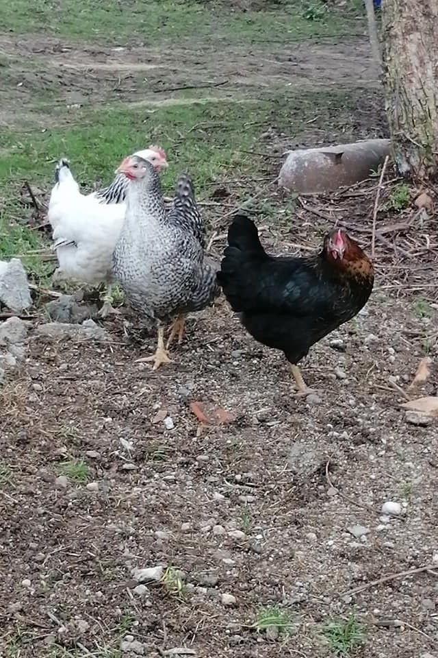 Les poules de la Montée Perdrix !