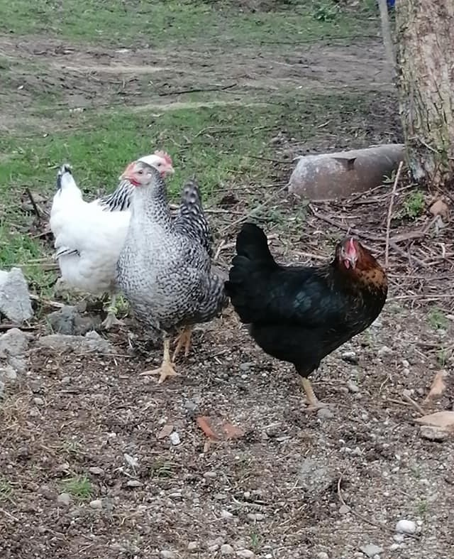 Les poules de la Montée Perdrix !