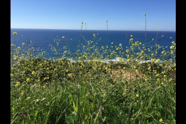 Golfe de Lava au printemps