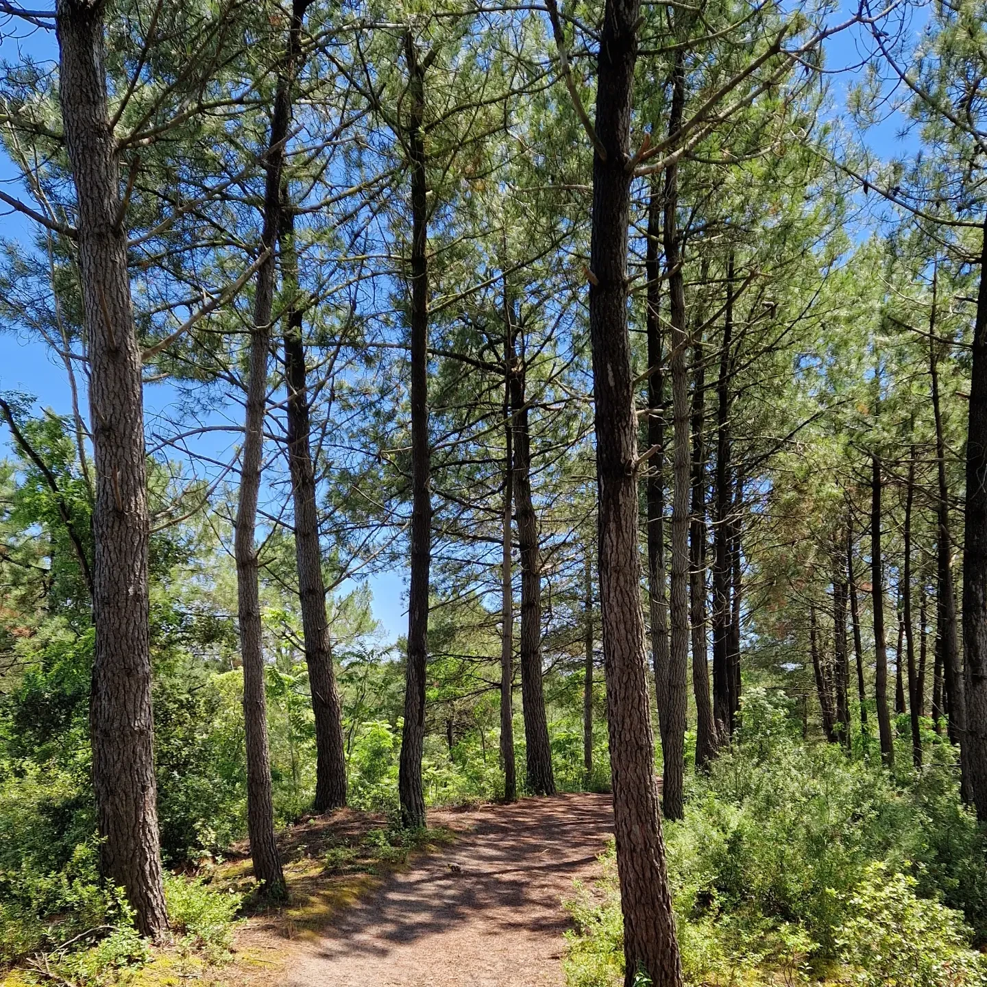 Forêt de Sion