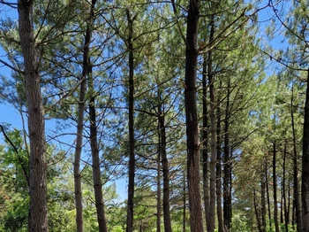 Forêt de Sion