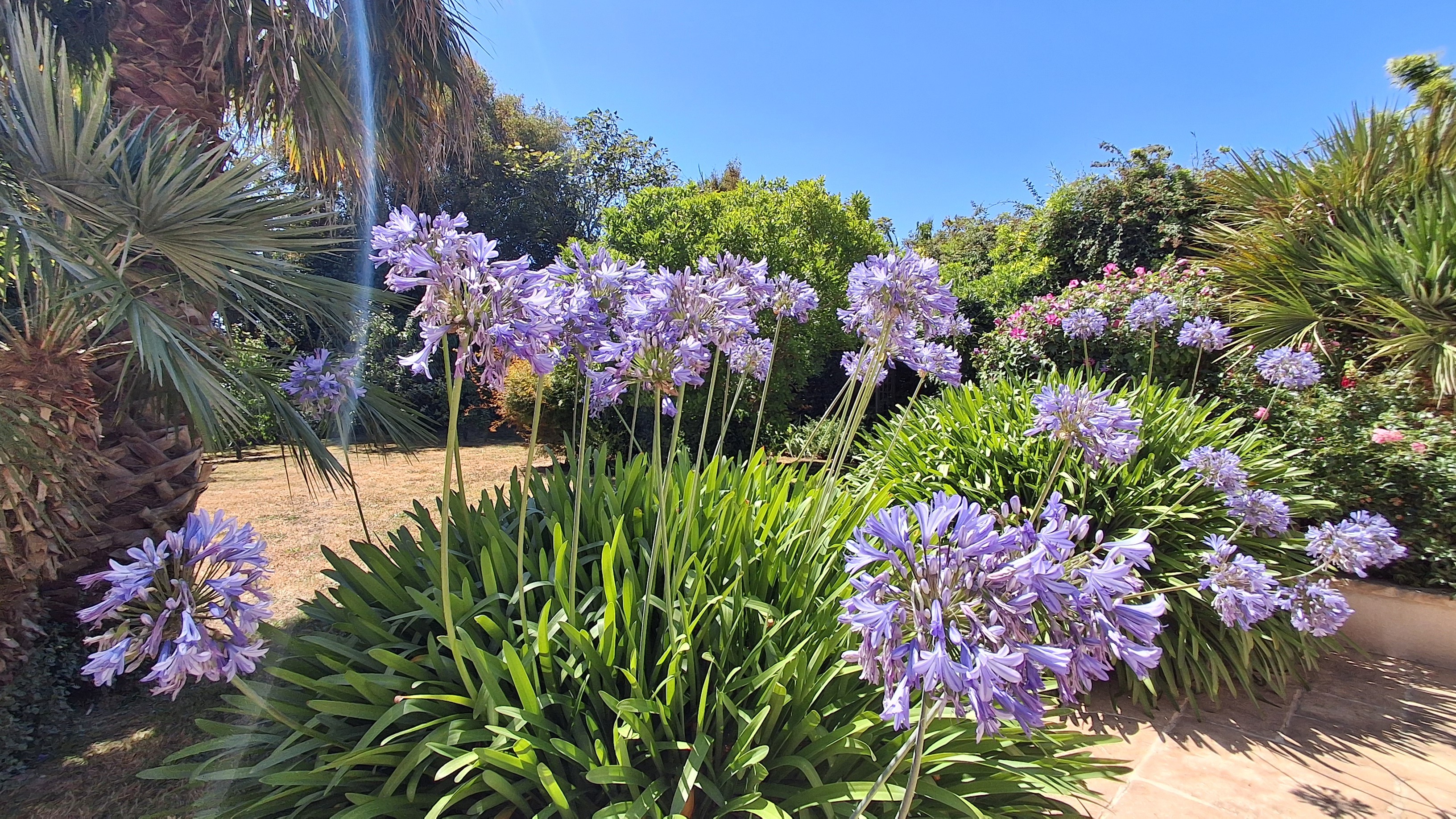 Agapanthus