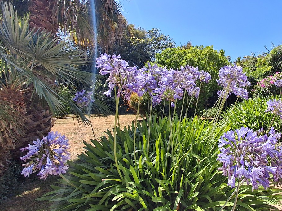 Agapanthus
