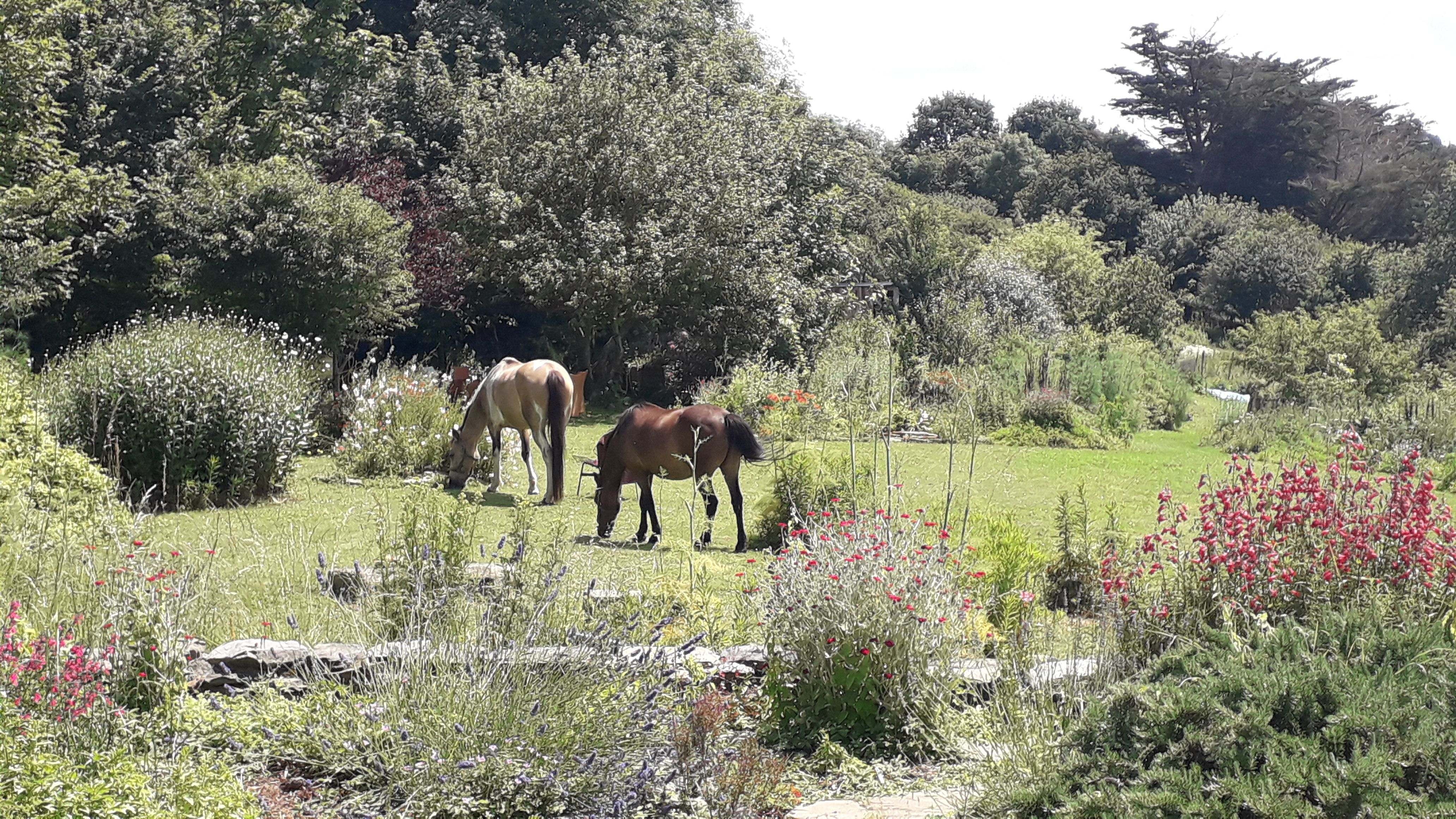 Les chevaux à la retraite