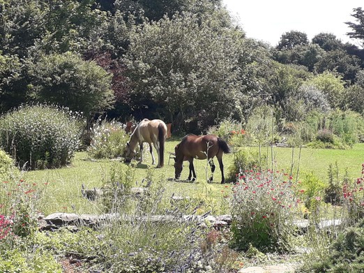 Les chevaux à la retraite