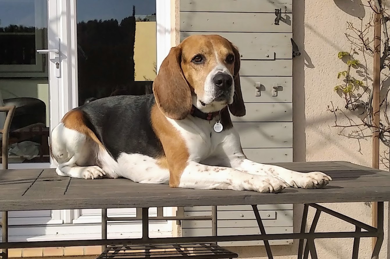 our Muscat beagle