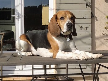 our Muscat beagle