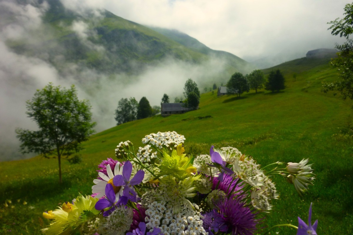 Fleurs champêtres