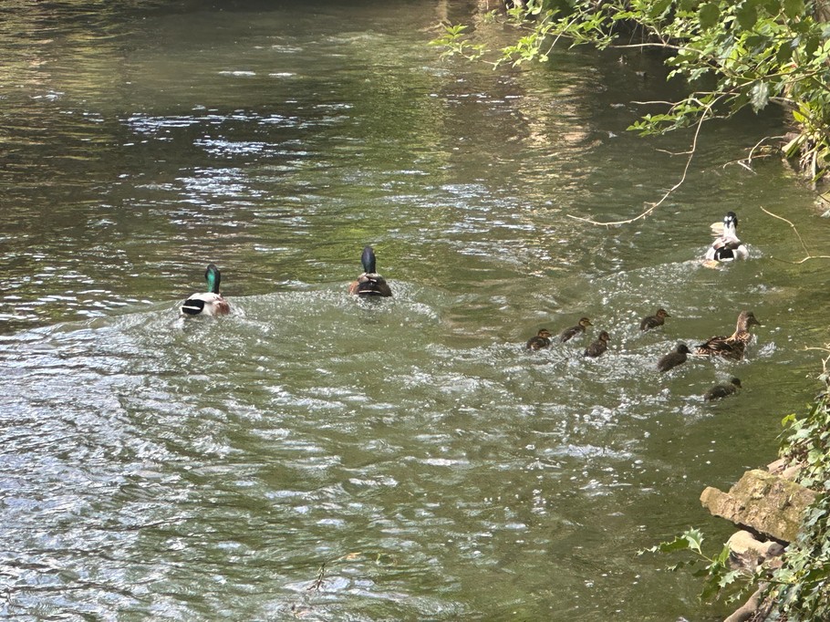 River on the Domaine de la Bergerie estate, Lapugnoy – Pas-de-Calais
