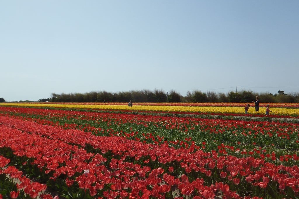 Les champs de tulipe à la Torche