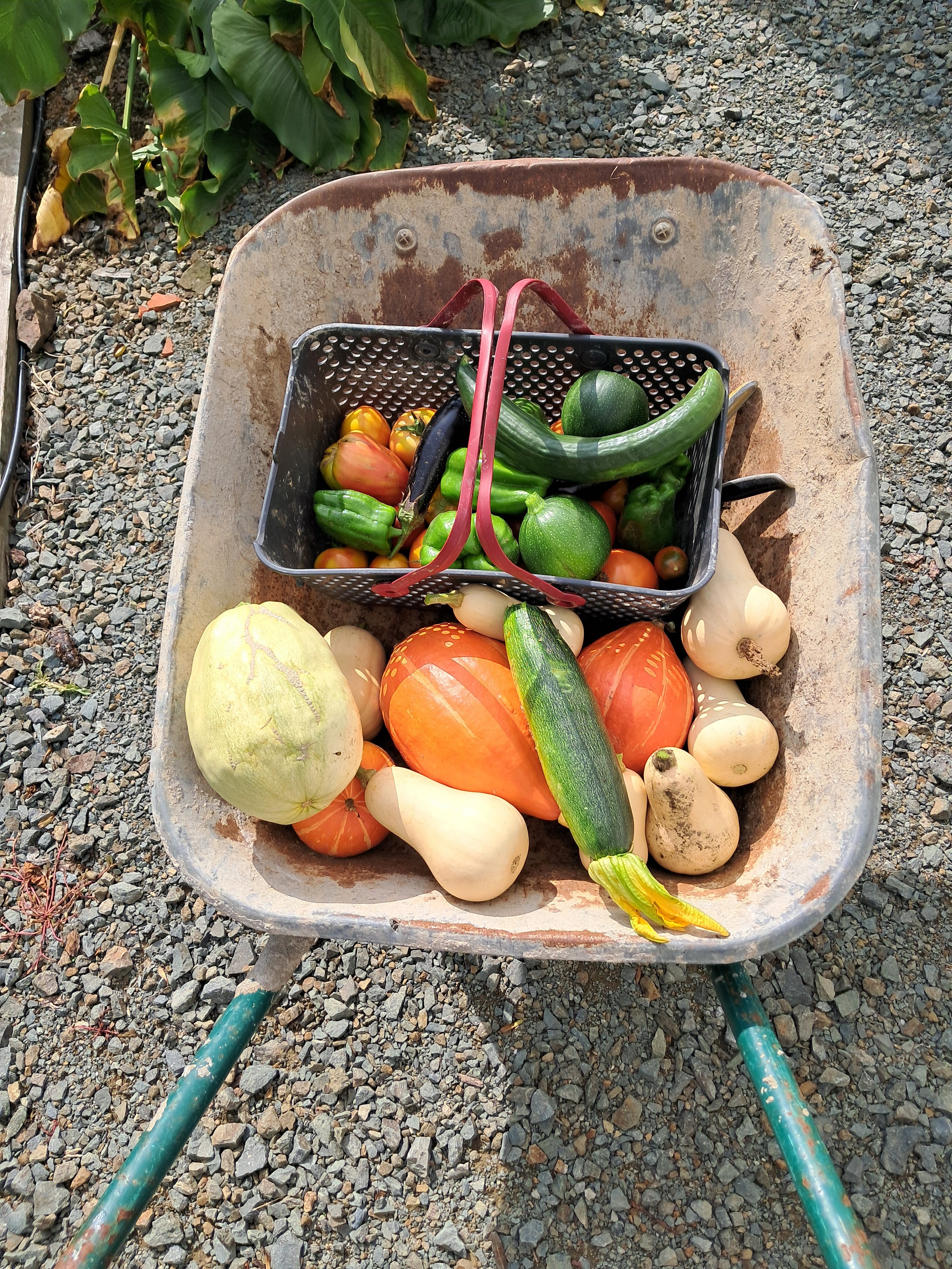Récolte de légumes 