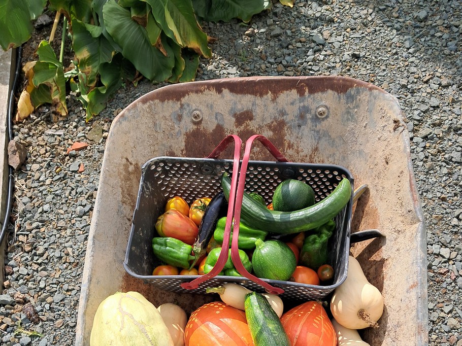 Récolte de légumes