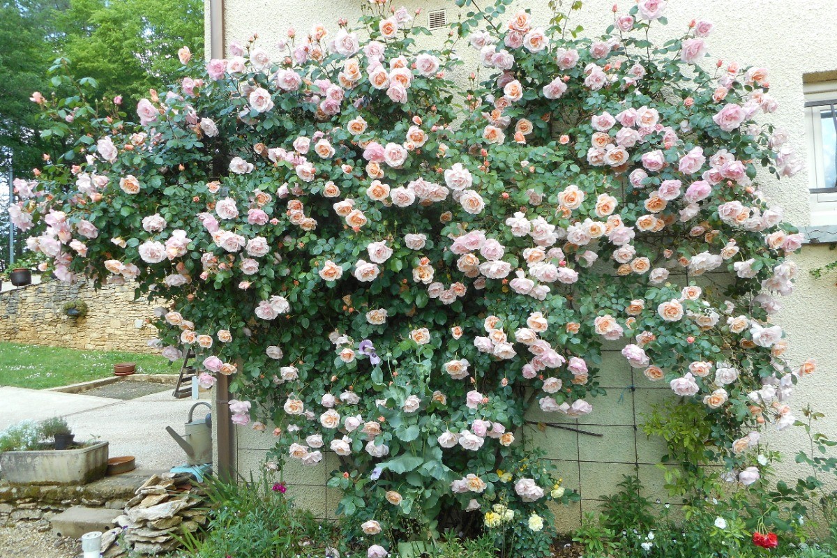 le rosier