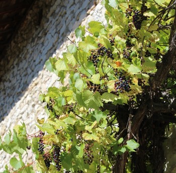 Sous la fenêtre de la chambre