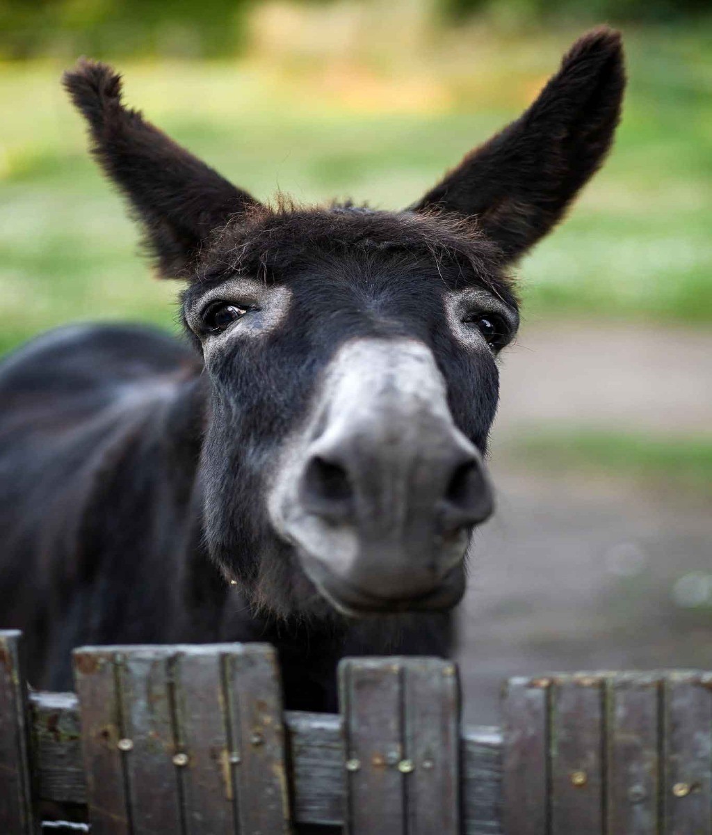 Photo n° 20 de la location