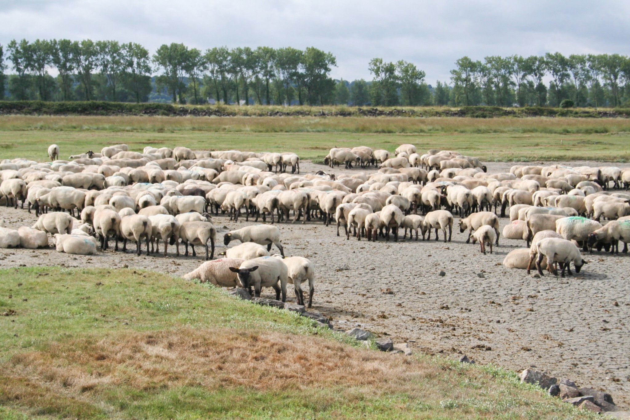 Moutons de pré-salé à Saint-Broladre dans la Baie du Mont Saint-Michel