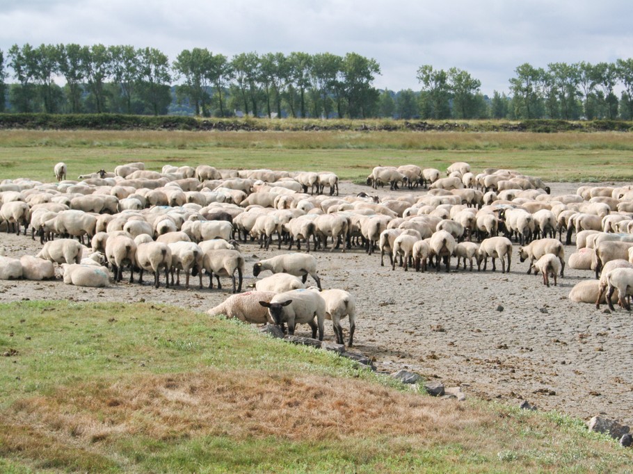 Moutons de pré-salé à Saint-Broladre dans la Baie du Mont Saint-Michel