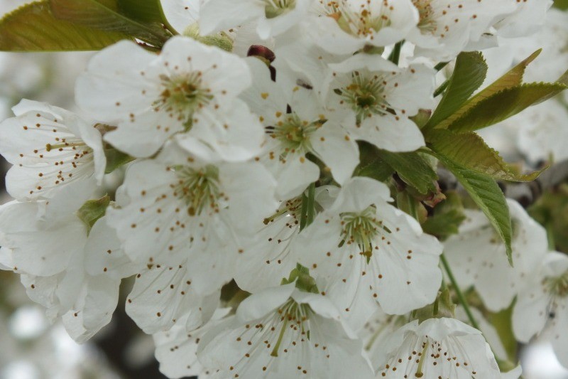Fleurs de cerisier : promesse de futures confitures et futurs clafoutis :-p Miam!