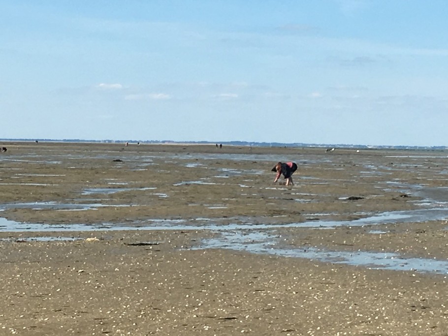 pêche à pied au passage du Gois