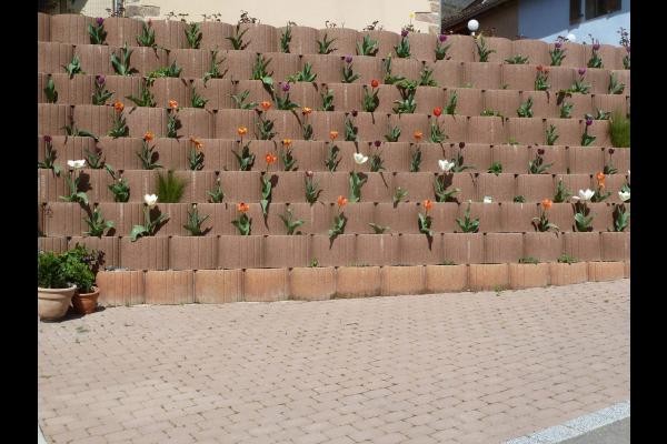 Tulipes