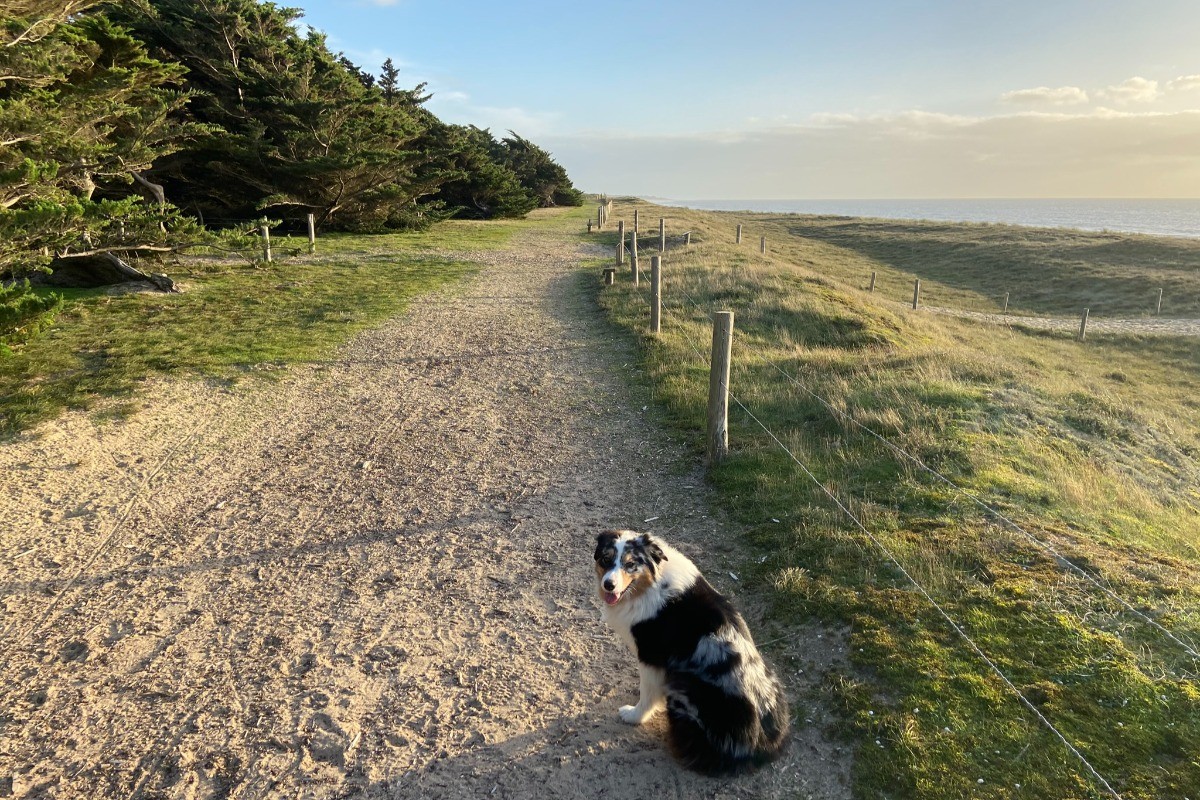 sentier dunaire le long des plages de sable fin