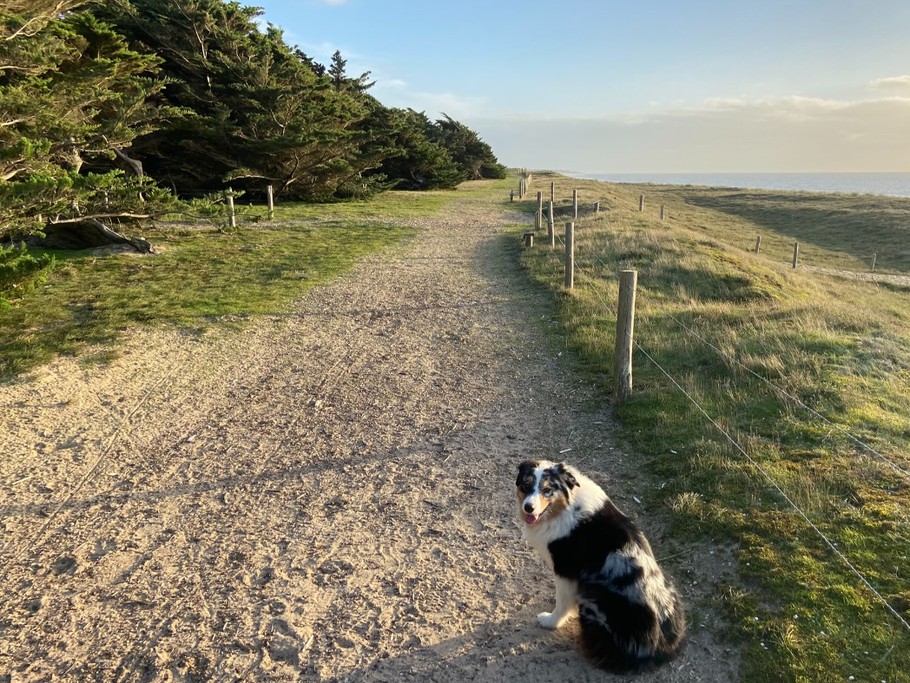 sentier dunaire le long des plages de sable fin