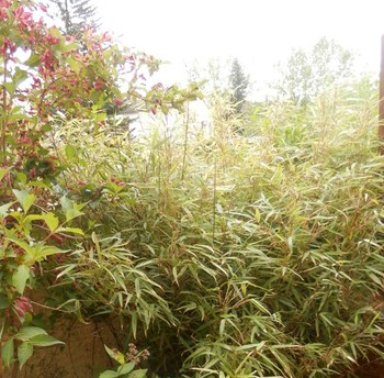 Photo n° 9 de la location