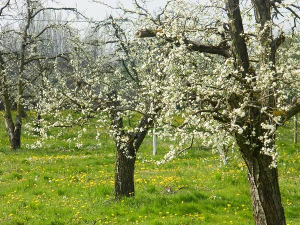 pruniers en fleurs