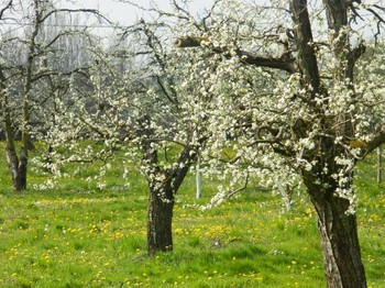 pruniers en fleurs