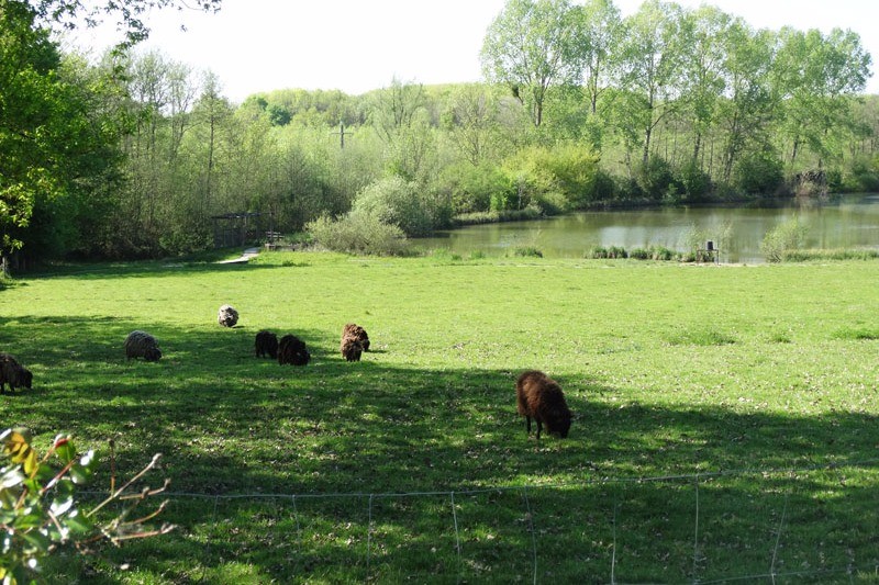 Loriot - Chalet en Bresse dans résidence avec étangs et baignade naturelle