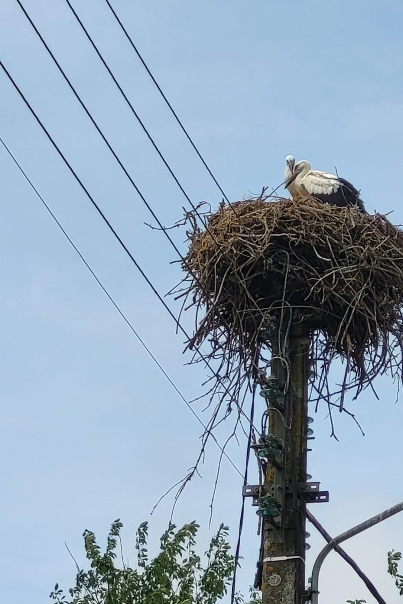 nid de cigognes a saint Denis du Payrée