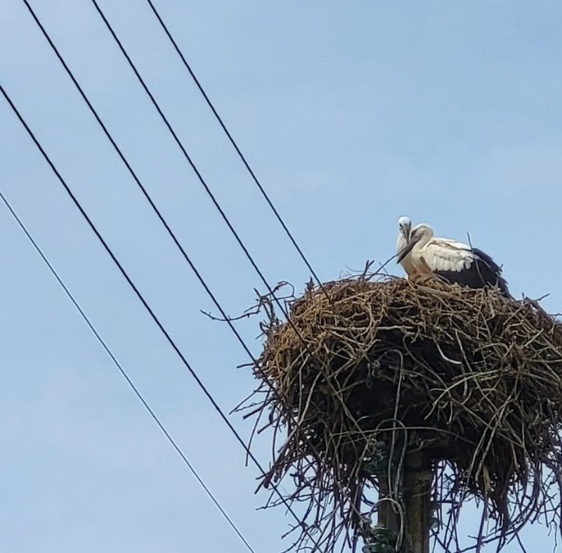 nid de cigognes a saint Denis du Payrée