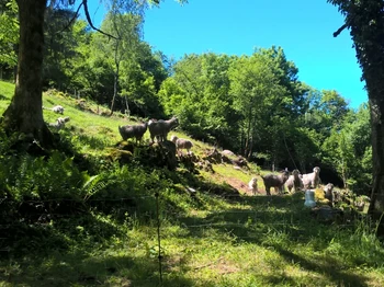 Nouvelle pature - Chambre Flocon à la ferme sous les Hiez à Cornimont