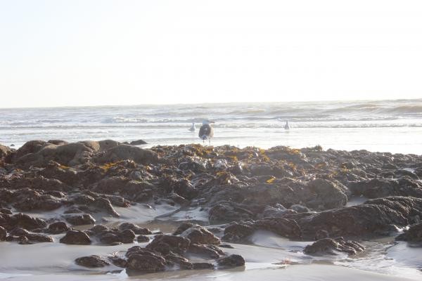 ROCHERS A DECOUVERT POUR PECHE A PIED