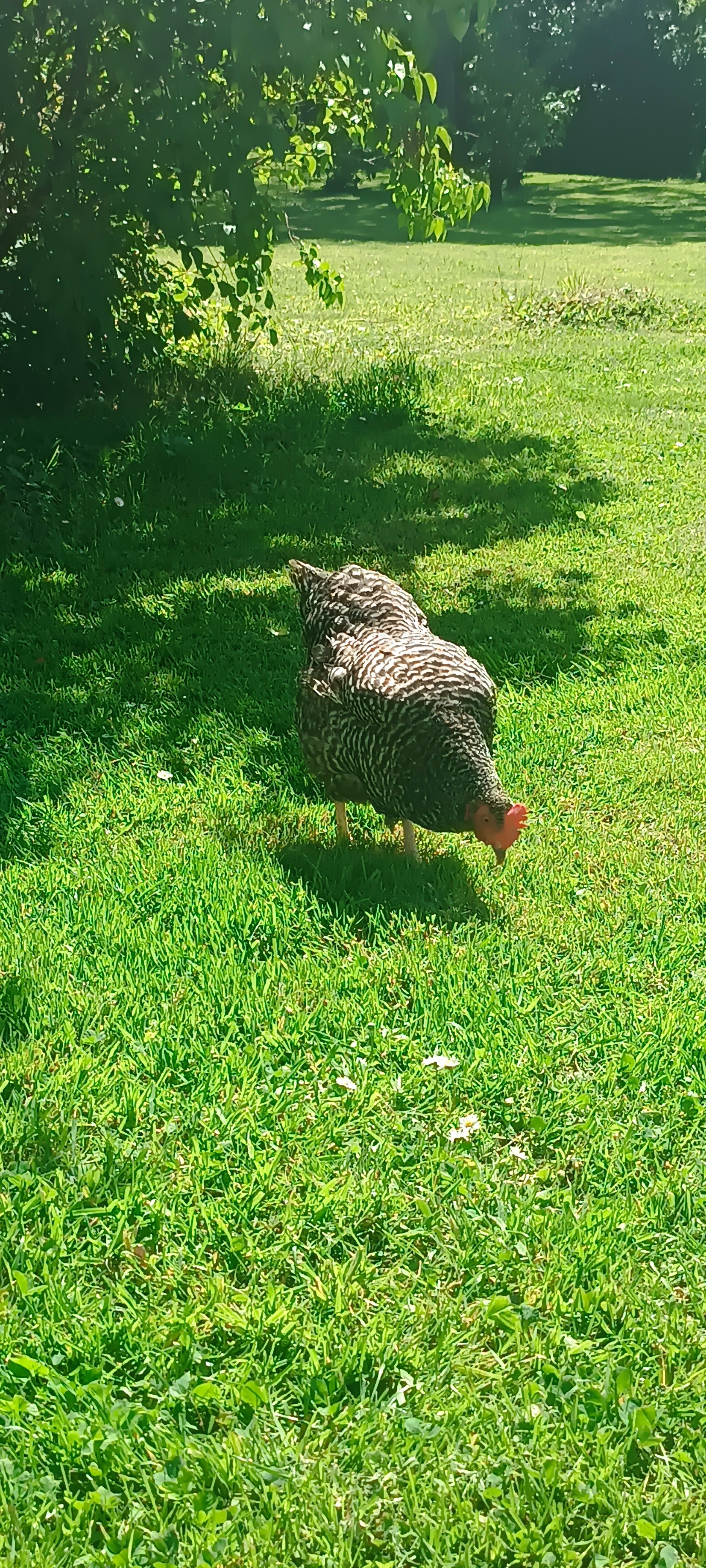 Cocotte du Retour du Lac Ardres