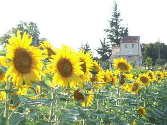 Photo n° 15 de la location